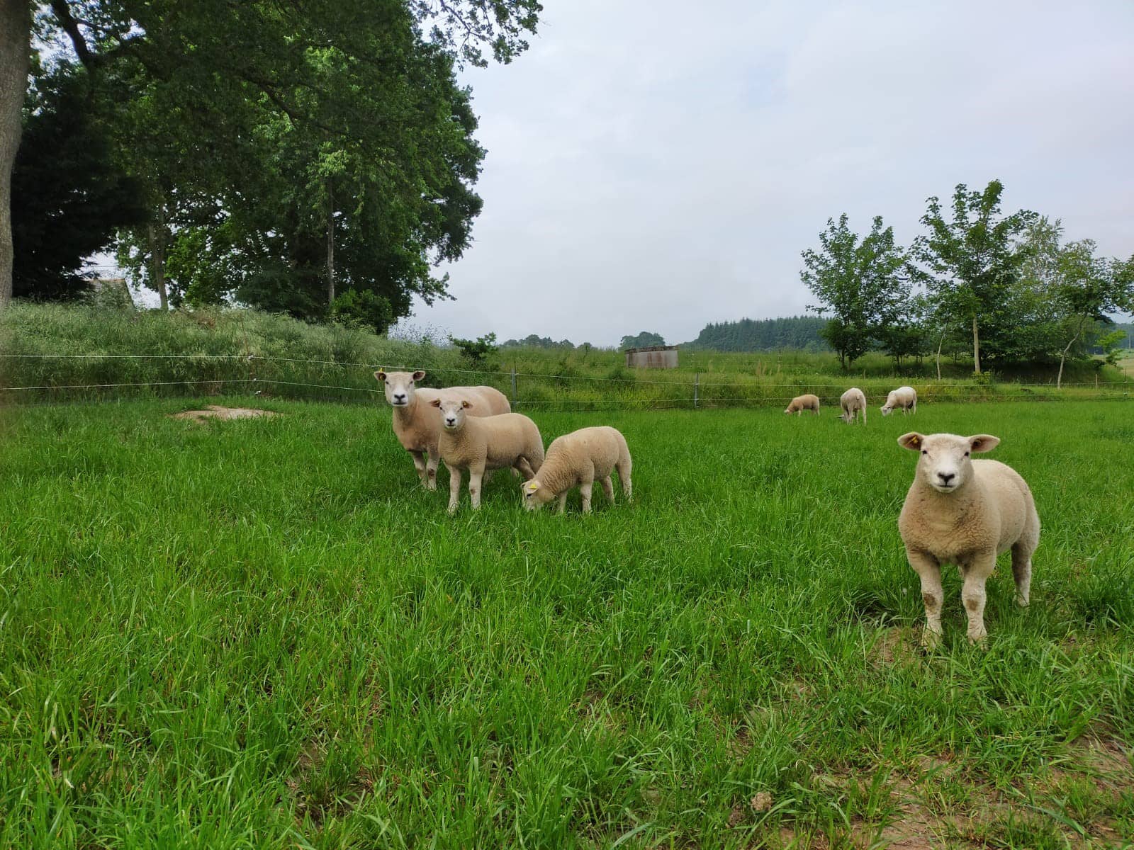 Brebis et agneaux Texel Bretagne